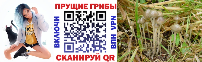 это какой сайт  Большой Камень  Псилоцибиновые грибы Magic Shrooms 